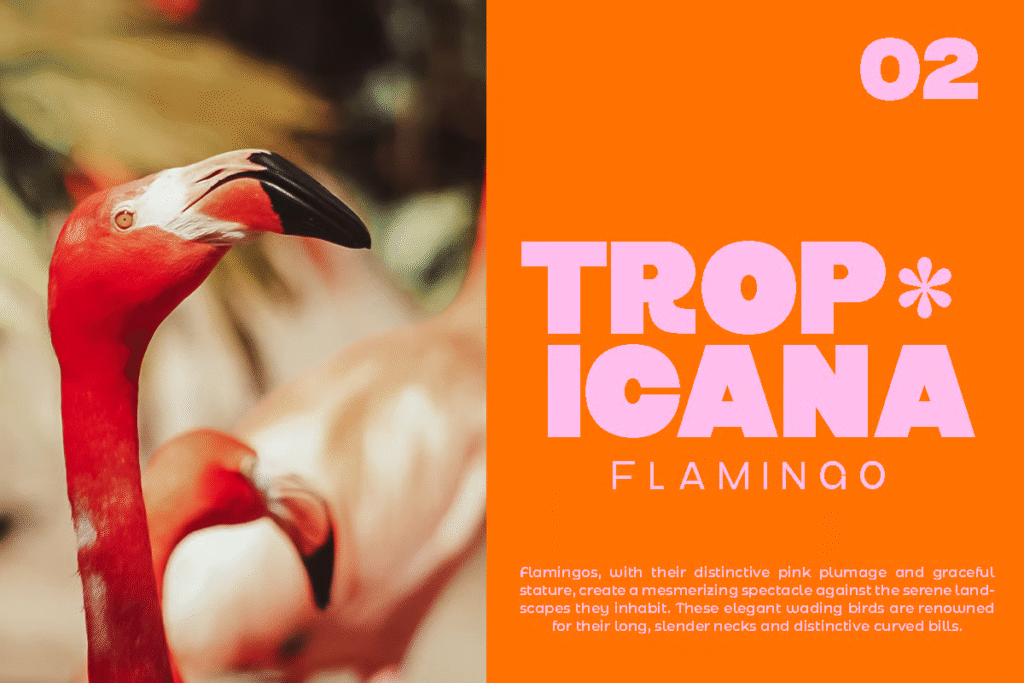 Playful typography sample using Crog with soft rounded edges.
